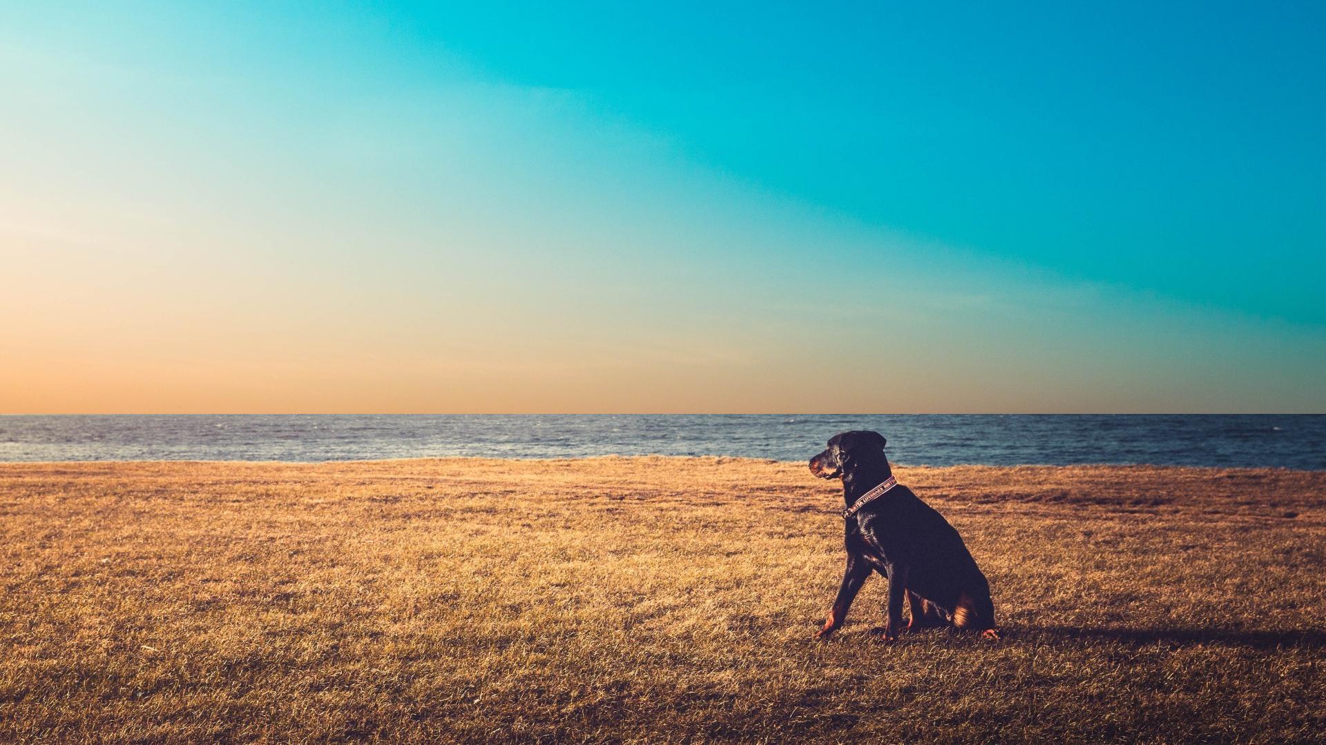 C语言十大排序算法总结